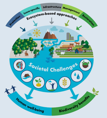 IUCN’s NbS (Nature-based Solutions) Standard - A Milestone in Sustainability Thinking