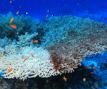 From sightseers to stakeholders: how travellers can help protect our oceans